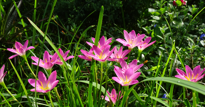 Album ảnh vườn Ecotta.
