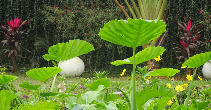 Vườn Ecotta