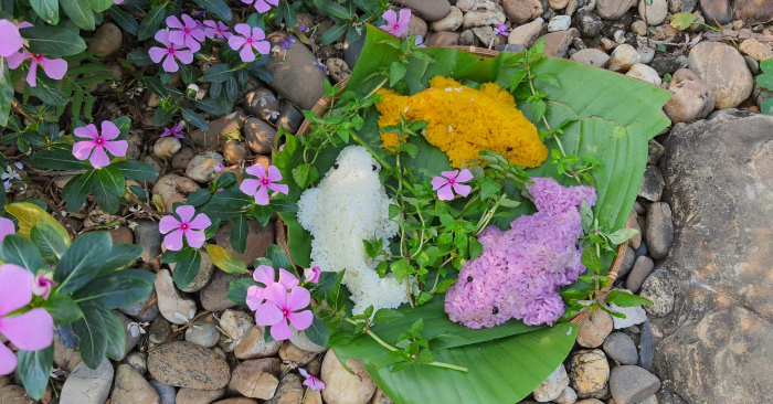 Vườn Ecotta học được cách nhuộm màu xôi màu từ lá cẩm và quả dành dành của người dân tộc Mường.